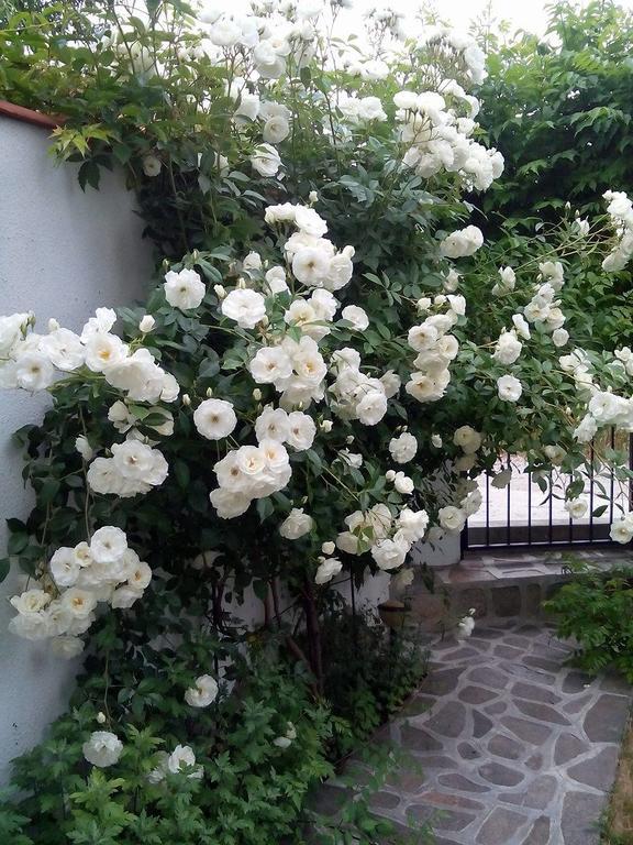 Guest House By The Captain Warna Exterior foto